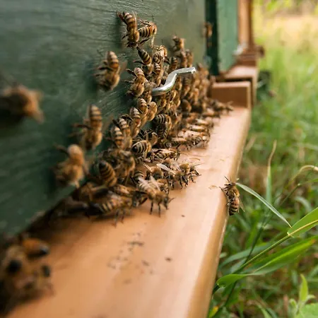 Otel Mercure Domaine De Marlioz & 4*